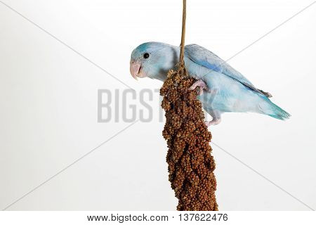 Forpus Eating Millet Spray