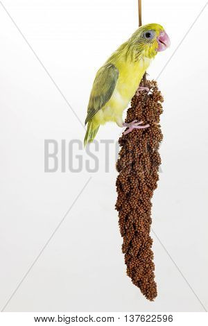 Forpus Chick Eating Millet Spray