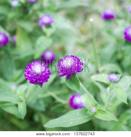 Globe amaranth or Gomphrena globosa flower in the garden