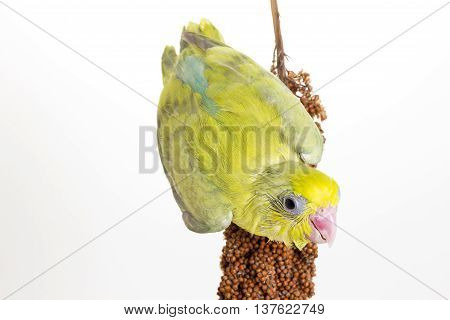 Forpus Chick Eating Millet Spray