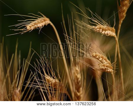Wheat field with spikes in foreground and ready to harvest in early summer