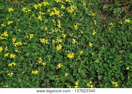 Birdsfoot trefoil (Lotus corniculatus) blooms close to the ground in Shorewood, Illinois during August.