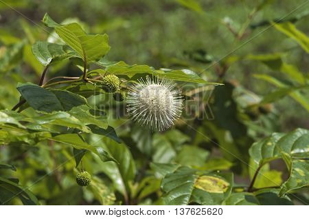 White Button Bush Wildflower  Cephalanthus Occidentalis Wildflower