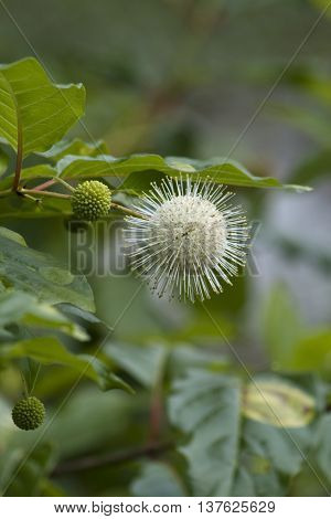 White Button Bush Wildflower  Cephalanthus Occidentalis Wildflowers