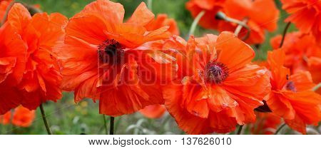 The background image of beautiful, spring flowers poppies.