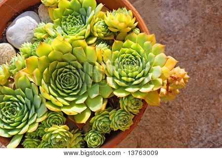 Houseleek