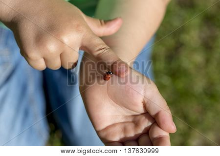 Young child fascinated by a ladybird walking across the palm of its hand placing a finger in front of it to prevent the insect escaping close up view of the hands.