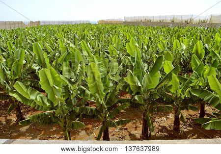 Banana plantation in Tenerife the Canary Islands