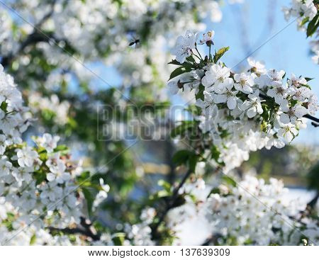 Blooming tender white cherry tree on the blue sky background