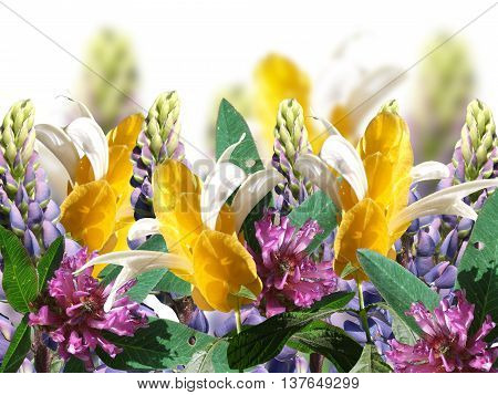 Gentle summer background of flowers and purple lupine pachystachys