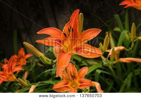 in the summer garden flowers orange flower prekrastno lily on a green background after the rain