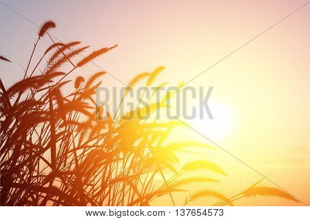 flowre grass in bright sunset evening counterlight