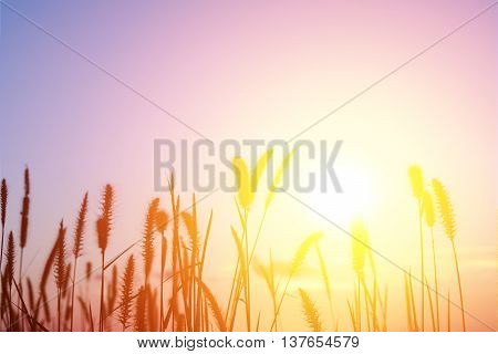 flowre grass in bright sunset evening counterlight