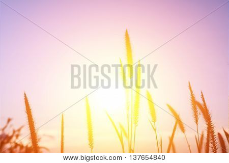 flowre grass in bright sunset evening counterlight