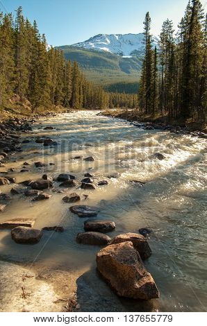 View along the riverbank of the Sunwapta River in Jasper National Park.
