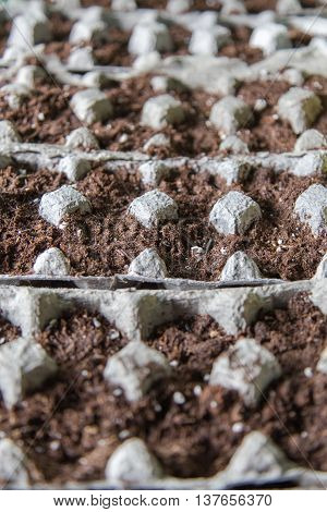 Egg cartons with soil and seeds planted in them.