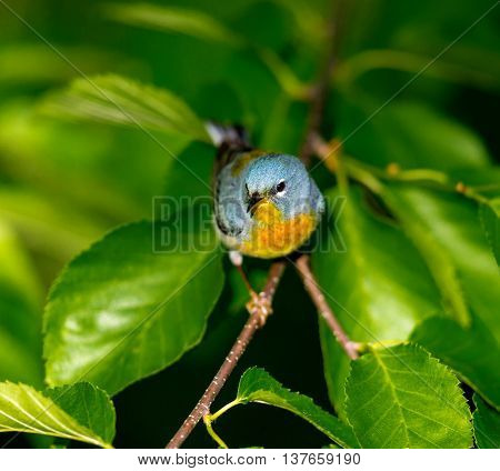 The Northern Parula is a handsome and familiar warbler of the northern forests. It migrates to the boreal forests of Quebec Canada in summer where it nests and returns south for the winter.