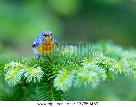 The Northern Parula is a handsome and familiar warbler of the northern forests. It migrates to the boreal forests of Quebec Canada in summer where it nests and returns south for the winter.