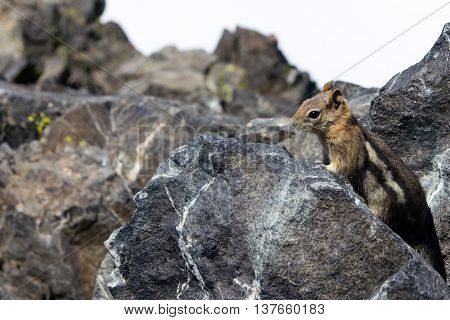 A little chipmunk hidden behind the rocks