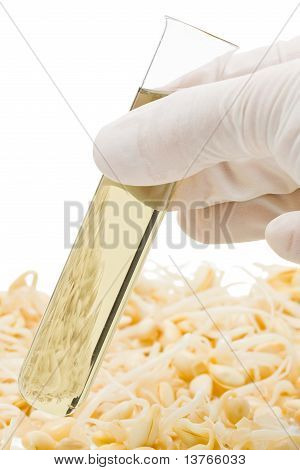Szója bab hajtás bioüzemanyag