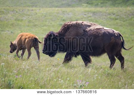 Bison and cub at Bison Paddock Loop Road, Waterton Lakes National Park