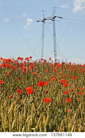Power distribution, high voltage power pole in wheat field