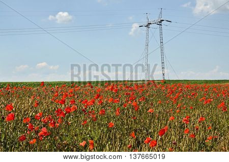 Power distribution, high voltage power pole in wheat field