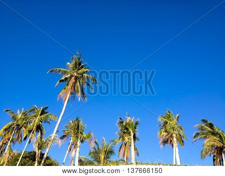 My holiday the coconut of kohtao Thailand