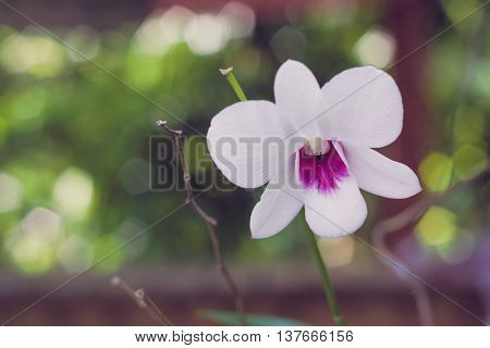 The flower in my garden name is orchid