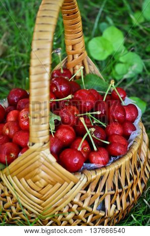 Sweet cherries in the basket on the grass