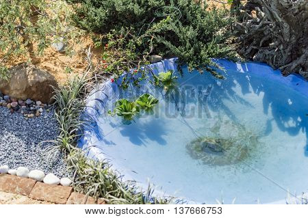 Acquatic plants in artificial pond and water filled.