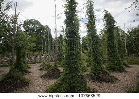 a hopyard for the production of strobiles for beer