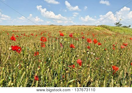 Wheat farmland in summer, agriculture in eastern Europe