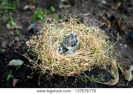 lonely little chick in the nest which lies on the ground