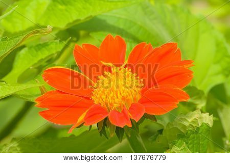 Mexican Sunflower