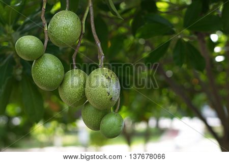 The fruit of the tree of the finished water.