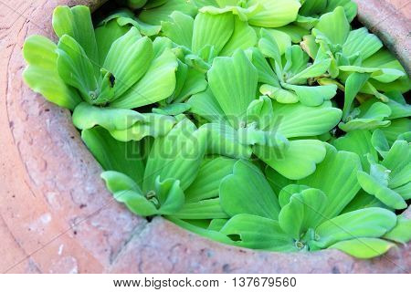 water lettuce in terracotta , abstract natural