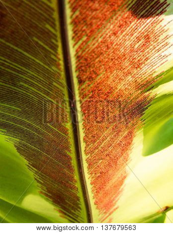 under leaf and mossy , close up
