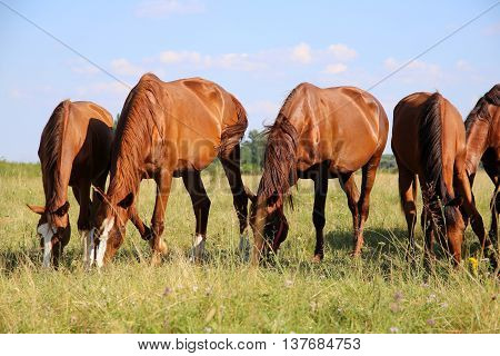 Young chestnut foals and mares grazing peaceful at typical hungarian countryside puszta summertime