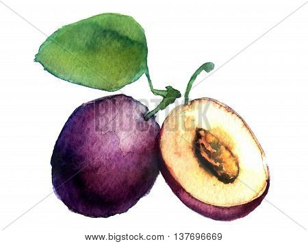 watercolor sketh of plum on a white background