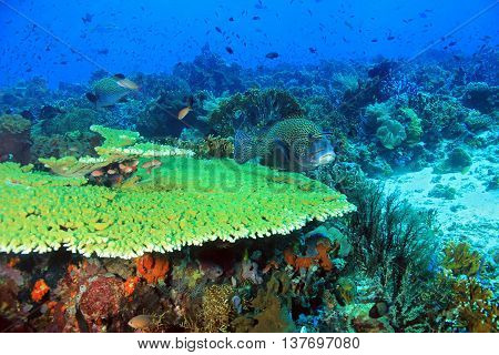 The Pristine and Colorful Coral Reefs of Komodo Indonesia