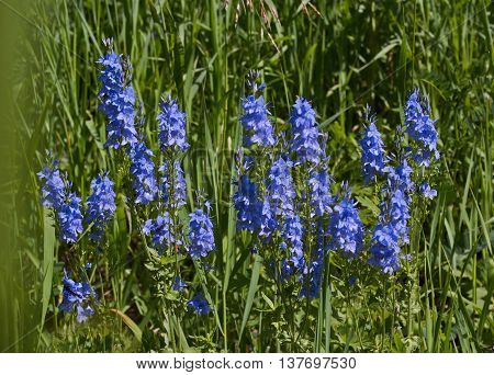 Veronica longifolia. Blue flowers in the grass veronica.