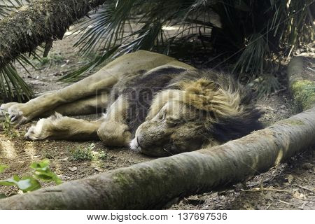 african animal, lion thet sleeping in the shade