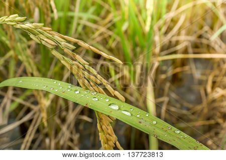 ear of paddy rice in rice fields with water drops