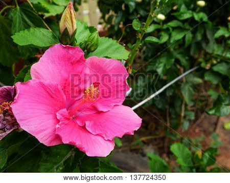 Big pink hibicus on green leaf background with copy space