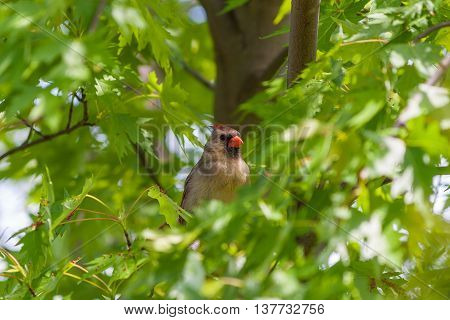Female Northern Cardinal bird (Cardinalis cardinalis) hiding in lush greenery of maple tree. Selective focus.