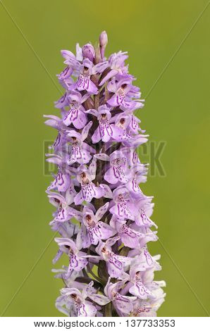 Common Spotted Orchid - Dactylorhiza fushsii
Closeup of flower spike
