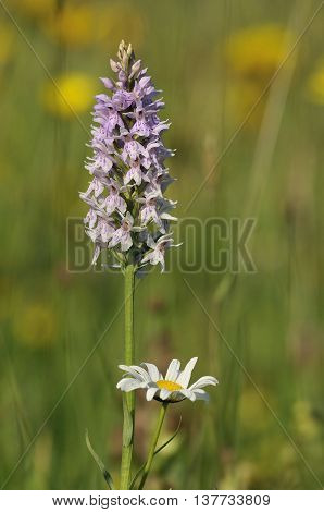 Common Spotted Orchid - Dactylorhiza fushsii With Ox-eyed Daisy