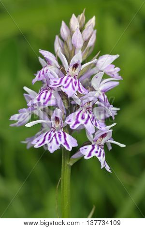Common Spotted Orchid - Dactylorhiza fushsii Strongly marked flower