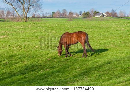 Horse grazing on green pastures of horse farm. Country s[rong landscape.
